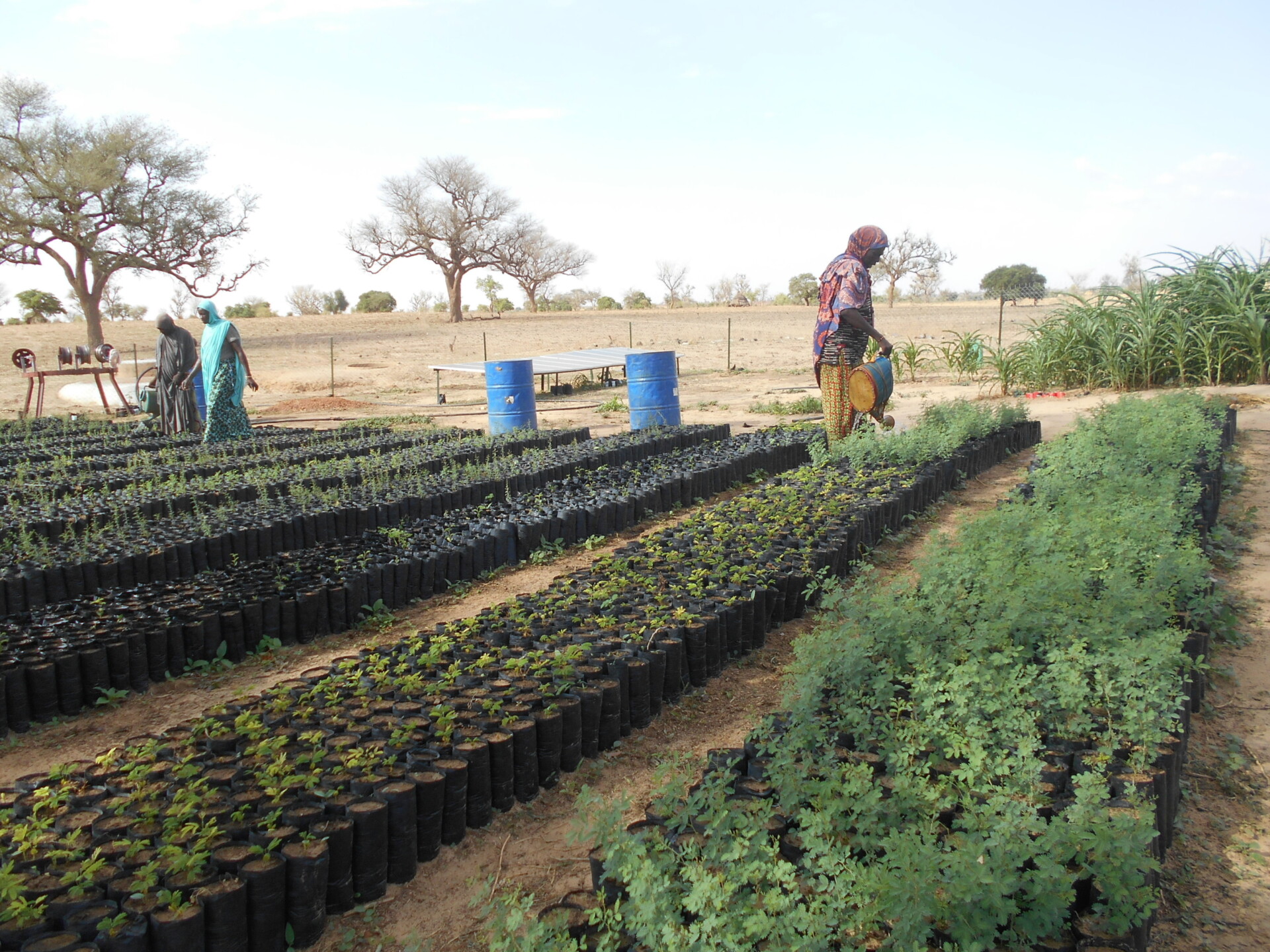 Burkina Faso Niger Mali Ouedraogo Marie Rolande Projet RÉELS 12